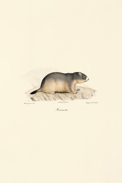 Alpine Marmot by Jacques Christophe Werner