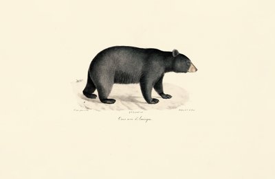 American Black Bear by Jacques Christophe Werner