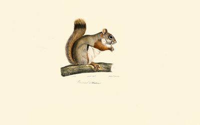 American Red Squirrel by Jacques Christophe Werner