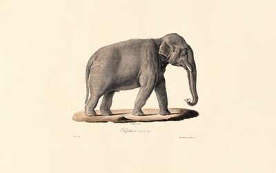 Asian Elephant by Jacques Christophe Werner