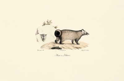 Asian Palm Civet by Jacques Christophe Werner