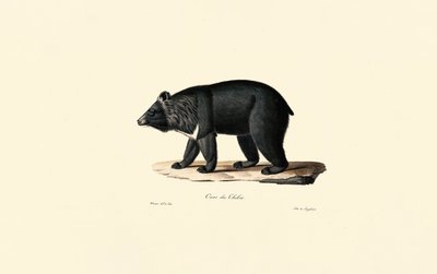 Asiatic Black Bear by Jacques Christophe Werner