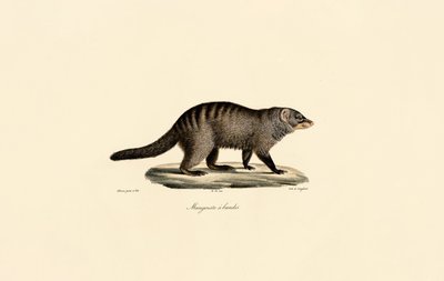 Banded Mongoose by Jacques Christophe Werner