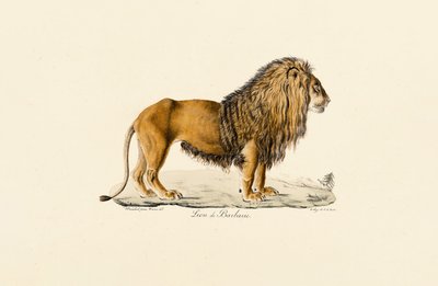 Barbary Lion in Profile by Jacques Christophe Werner