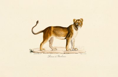 Barbary Lioness in Profile by Jacques Christophe Werner