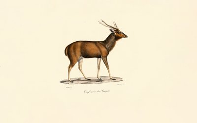 Bengal Axis Deer by Jacques Christophe Werner