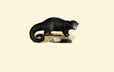 Binturong by Jacques Christophe Werner