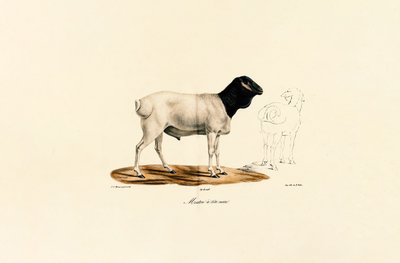 Black-headed Sheep by Jacques Christophe Werner