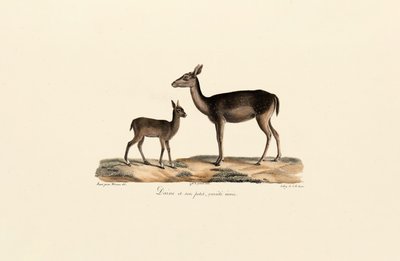 Black Fallow Doe with Fawn by Jacques Christophe Werner