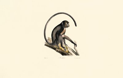 Black Spider Monkey by Jacques Christophe Werner