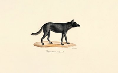 Black Wolf Female by Jacques Christophe Werner