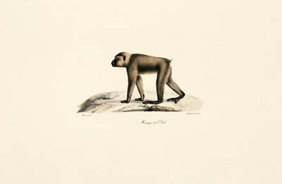 Bonnet Macaque by Jacques Christophe Werner