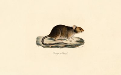 Brazilian Spiny Rat by Jacques Christophe Werner