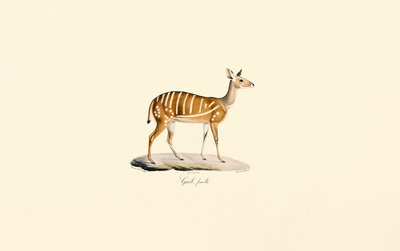 Bushbuck (Female) by Jacques Christophe Werner