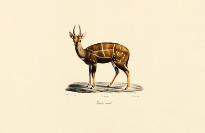 Bushbuck (Male) by Jacques Christophe Werner