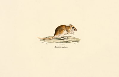 Bushy-tailed Jird by Jacques Christophe Werner