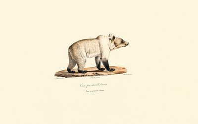 Cantabrian Brown Bear by Jacques Christophe Werner