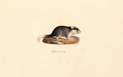 Cape Dormouse by Jacques Christophe Werner