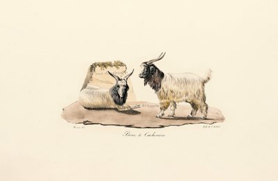Cashmere Goat by Jacques Christophe Werner