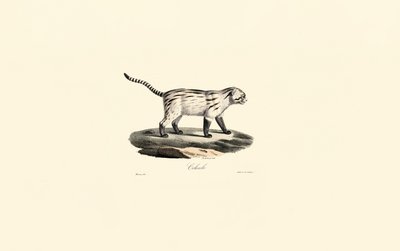 Common Genet by Jacques Christophe Werner