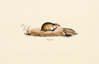 Common Hamster by Jacques Christophe Werner