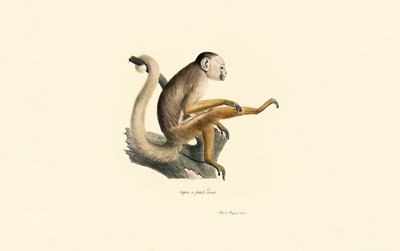 Common Squirrel Monkey by Jacques Christophe Werner