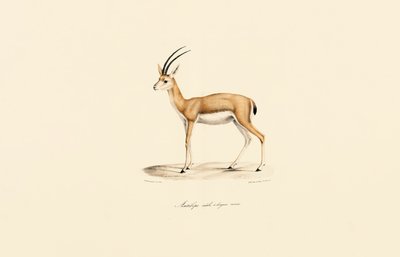 Dorcas Gazelle (Male) by Jacques Christophe Werner