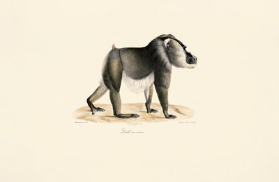 Drill with White Chest by Jacques Christophe Werner