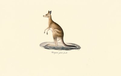 Eastern Grey Kangaroo by Jacques Christophe Werner