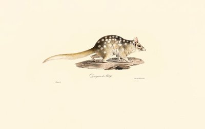 Eastern Quoll by Jacques Christophe Werner