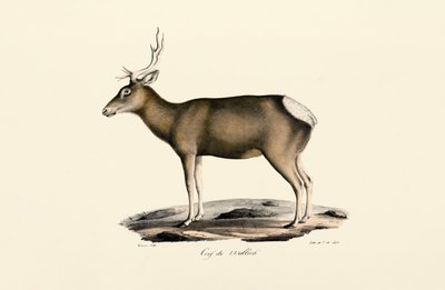 Male Elk by Jacques Christophe Werner