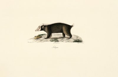 European Badger by Jacques Christophe Werner