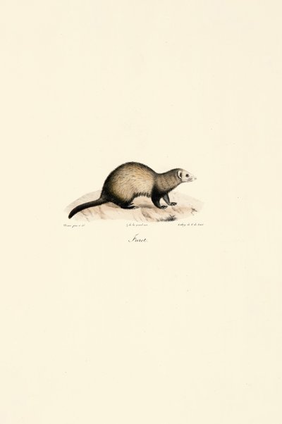 European Ferret by Jacques Christophe Werner