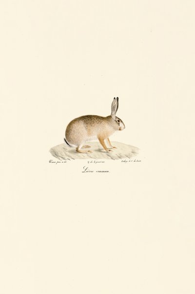 European Hare by Jacques Christophe Werner