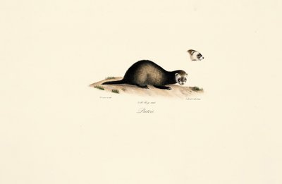 European Polecat by Jacques Christophe Werner