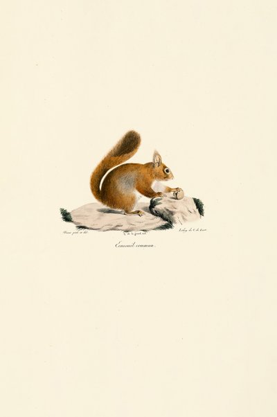 European Red Squirrel by Jacques Christophe Werner