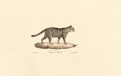 European Wildcat by Jacques Christophe Werner