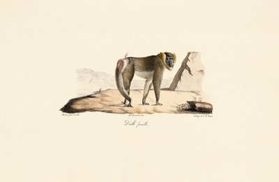 Female Drill by Jacques Christophe Werner
