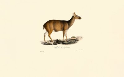 Female Indian Muntjac by Jacques Christophe Werner