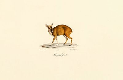 Female Muntjac by Jacques Christophe Werner