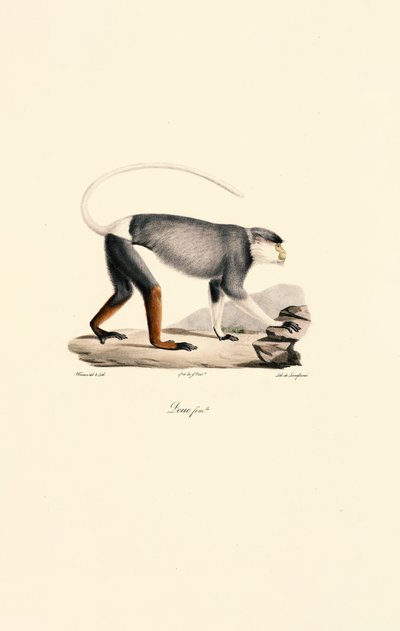 Female Patas Monkey by Jacques Christophe Werner