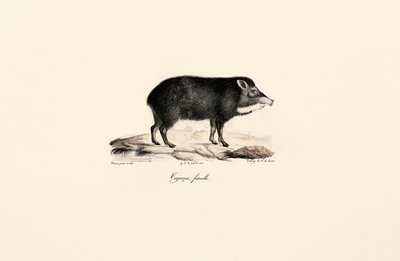 Female Peccary by Jacques Christophe Werner