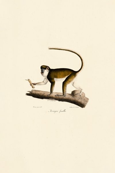 Female Red-tailed Monkey by Jacques Christophe Werner