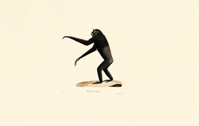 Female Siamang by Jacques Christophe Werner