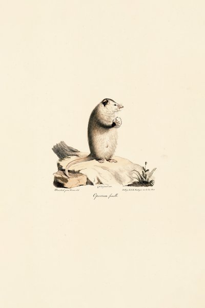 Female Virginia Opossum by Jacques Christophe Werner