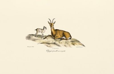 Female Wild Goat with Kid by Jacques Christophe Werner