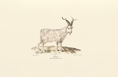 Four-Horned Domestic Goat by Jacques Christophe Werner
