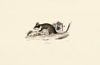 Garden Dormouse by Jacques Christophe Werner