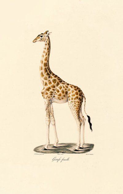 Giraffe (Female) by Jacques Christophe Werner