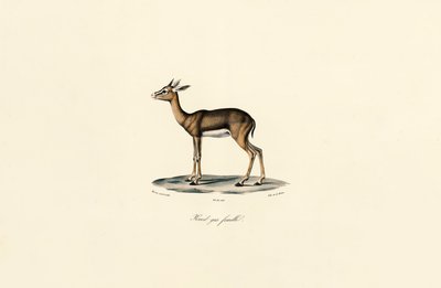 Gray Reedbuck (Female) by Jacques Christophe Werner